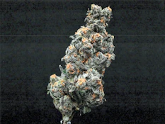 Grassroots Whole Flower 28g Banana Belts (H) 02150