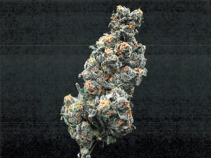 Grassroots - Grassroots Whole Flower 28g Banana Belts (H) 02150 Main Image