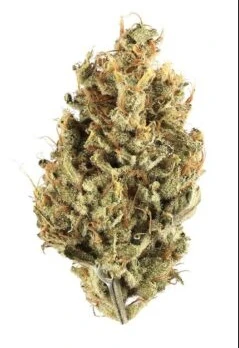 Blues Beach - Blue's Beach | Zangria | 14g Flower Main Image