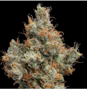 Flamingo Fine Cannabis - Flamingo | Blueberry Sugar | 3.5g