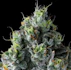 Product Preview Image 2