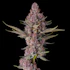 Product Preview Image 2