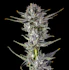 Product Preview Image 2