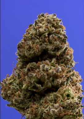 Florette - Florette - Black Maple - 3.5g - Flower Main Image