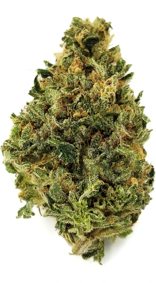 Rose Gold Greenhaus - Rose Gold | Dogwalker OG | 3.5g (I) Main Image