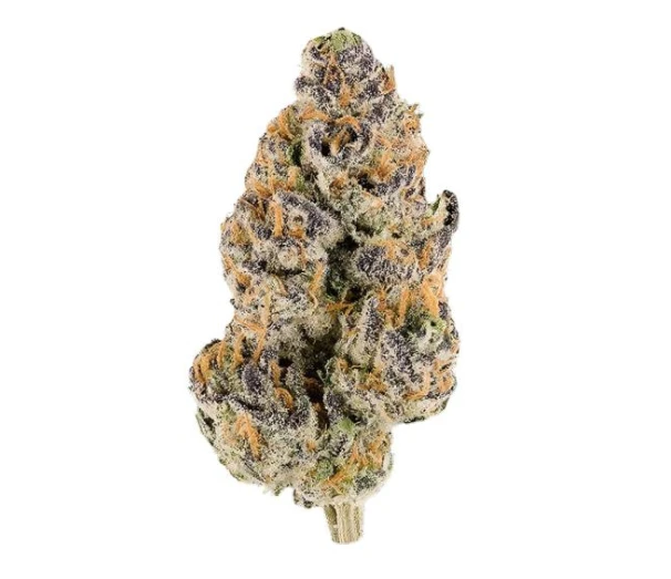 Campfire Cannabis - Fight Club | Flower Case | Pre-Packed 3.5g (Campfire Cannabis) Main Image