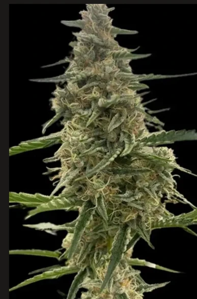 Frodo squeeze - Frodo Squeeze (3) 1g Pre-Rolls Main Image