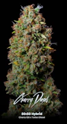Cherry Diesel 3.5 Gram Jar By Alt Sol