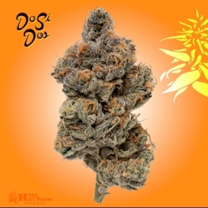 Hazy Hill - Hazy Hill | Dosidos | 3.5 Grams