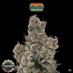 RUGGED ROOTS - Rugged Roots | Bahama Mama | 3.5g (Small Buds)