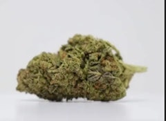 BUZZED | GUAVA | 7g flower (SATIVA)