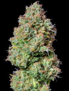 ALTERNATIVE SOLUTIONS - Zack's Cake Deli Bulk Flower By Alt Sol