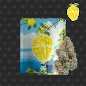 Seed Junky Lemon Fruz - Sativa,