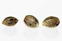 Royal Queen Seeds - Seeds - Feminized - Gelato 44 - 3 Pack