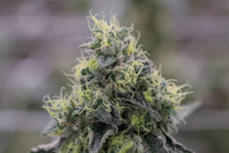 RUGGED ROOTS - RUGGED ROOTS | Chem 91 | 3.5G