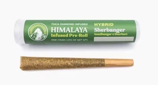 Himalaya 1g Sherbanger Infused Preroll