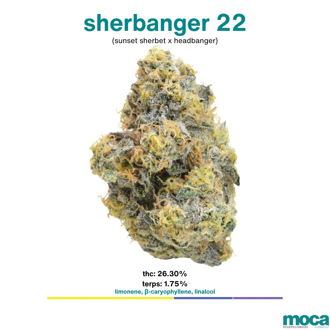 MOCA Flowers - MOCA Flowers - 1/8th Mylar Bag - Sherbanger 22 Main Image