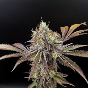HOUSE OF CULTIVAR - Slapz #6 Flower - 3.5g - GCC