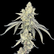 [REC] Green Lightning | Slurricane | 3.5g Flower