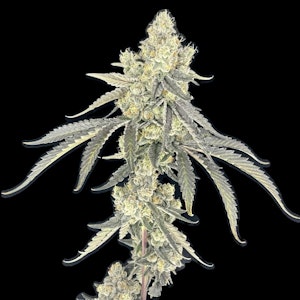 Green Lightning - [REC] Green Lightning | Slurricane | 7g Smalls