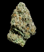 Snow Bomb - Buds