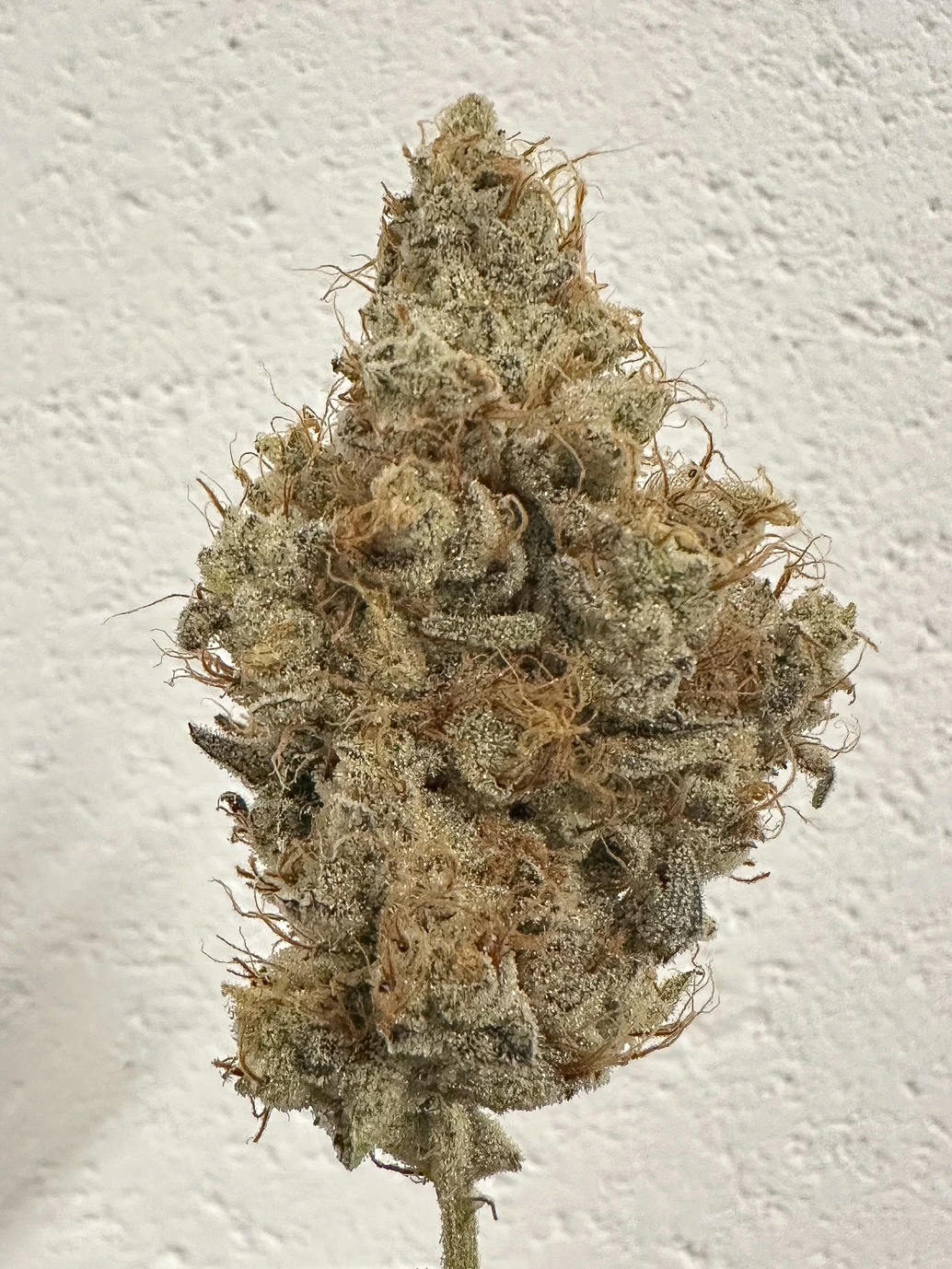 AltSol - 3.5g - Sour Candylope - Sativa Dominant Hybrid Main Image