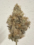 Sour Candylope 3.5 Gram Jar By Alt Sol