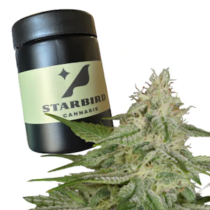 Kapnos - Hazy Pupil - 7g - Kapnos Cannabis