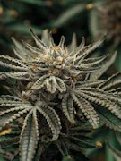 East Fork Cultivars Sour G CBG