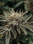 Pruf Cultivar Zsunami #12 Pre-Packed 14g