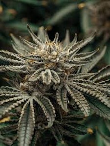 TRICHOME FARMS - Trichome Farms Blockberry