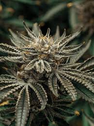 Juicy Farms Jagr B-Buds Packaged 14g