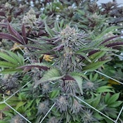 Hendrx Clone - Rooted Plug - Strawberry Biscotti