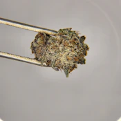 Focus North | Flower [H] | Strawnapple (0888)