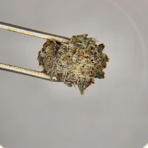 FOCUS NORTH - Focus North | Flower [H] | Strawnapple (0888)