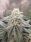 MOCA Clone - Rooted Teen - Sugar Cane