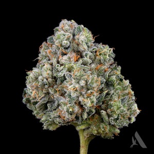 AFFINITY - Sunshine Daydream Flower T25.76% I 00438