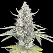 [REC] Green Lightning | Super Boof | 3.5g Flower