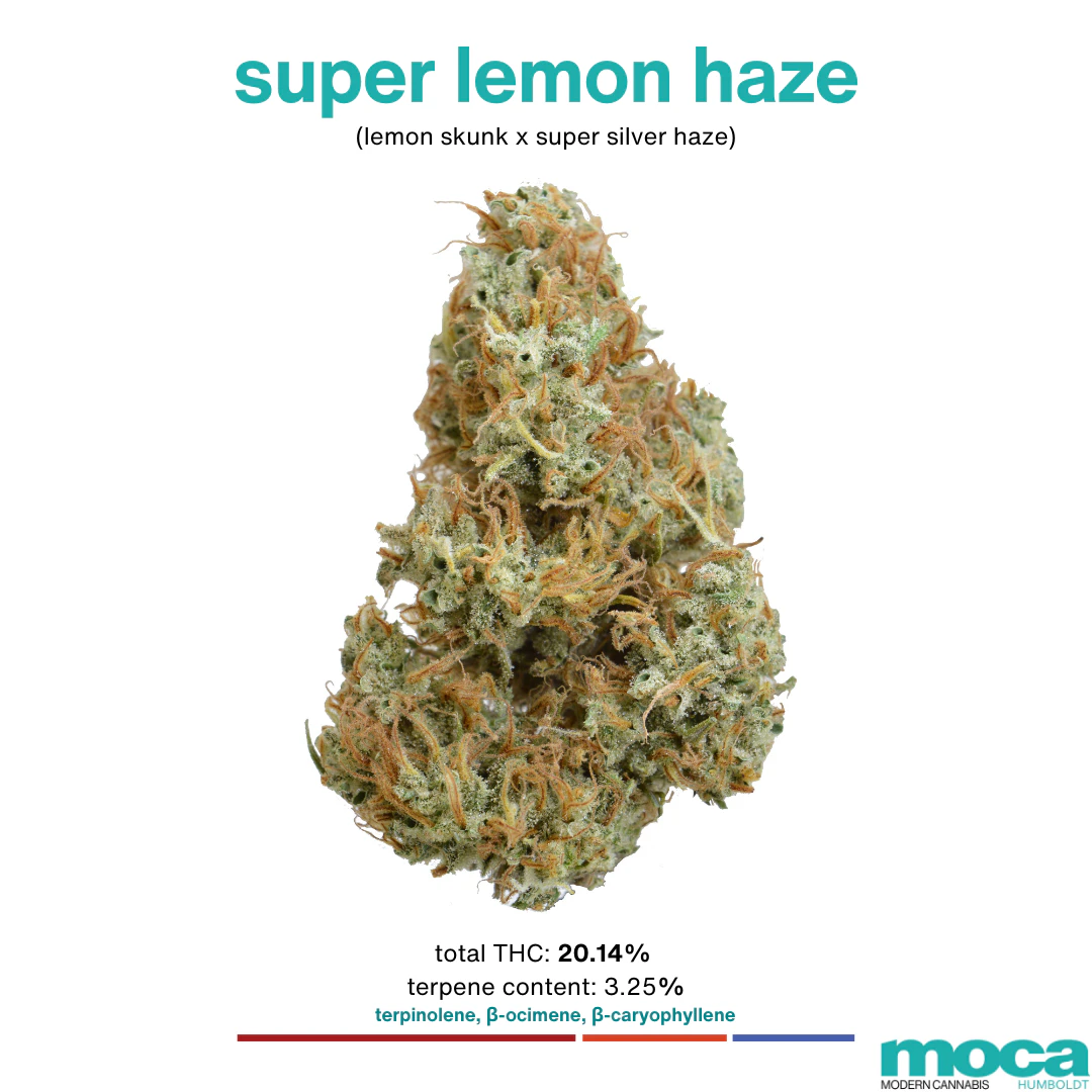 MOCA Flowers - MOCA Flowers - 1/8th Jar - Super Lemon Haze  Main Image