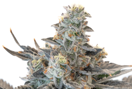 FARMER G - TANGIELAND 3.5 GRAMS