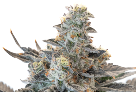 FARMER G - FARMER G - TANGIELAND 3.5 GRAMS