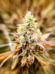 LOCAL LEAF - LOCAL LEAF - TRIPPLE CHOCOLATE CHIP 3.5 GRAMS