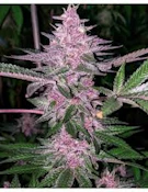LOCAL LEAF - TROP SOUFFLE HALF OUNCE
