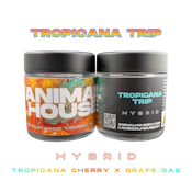 Animal House | Tropicana Trip | Indoor | Flower | 3.5g | Hybrid