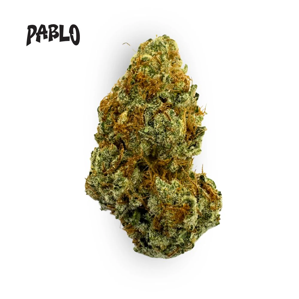 Pablo - Tahitian Treat Bulk Flower - PABLO Main Image