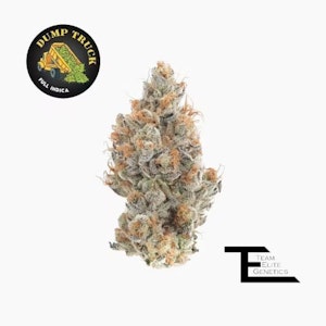 Team Elite Genetics - TEAM ELITE GENETICS: Dump Truck 3.5g (I)