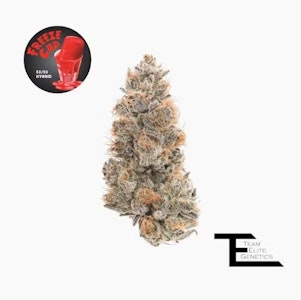 Team Elite Genetics - TEAM ELITE GENETICS: Freeze Cup 3.5g (H)