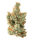 TEAM ELITE GENETICS: Kosher Kush 3.5g (I)