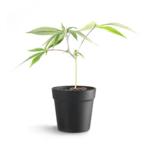 Pacific Reserve Nursery Inc. - Cookie Blizzard Clone - Pacific Reserve