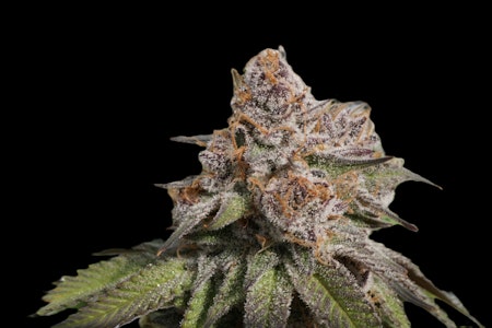 Strange Rootz - Terpgasm - Buds (Hybrid)